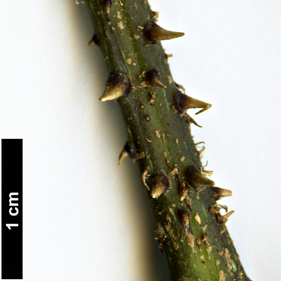 High resolution image: Family: Araliaceae - Genus: Brassaiopsis - Taxon: hispida
